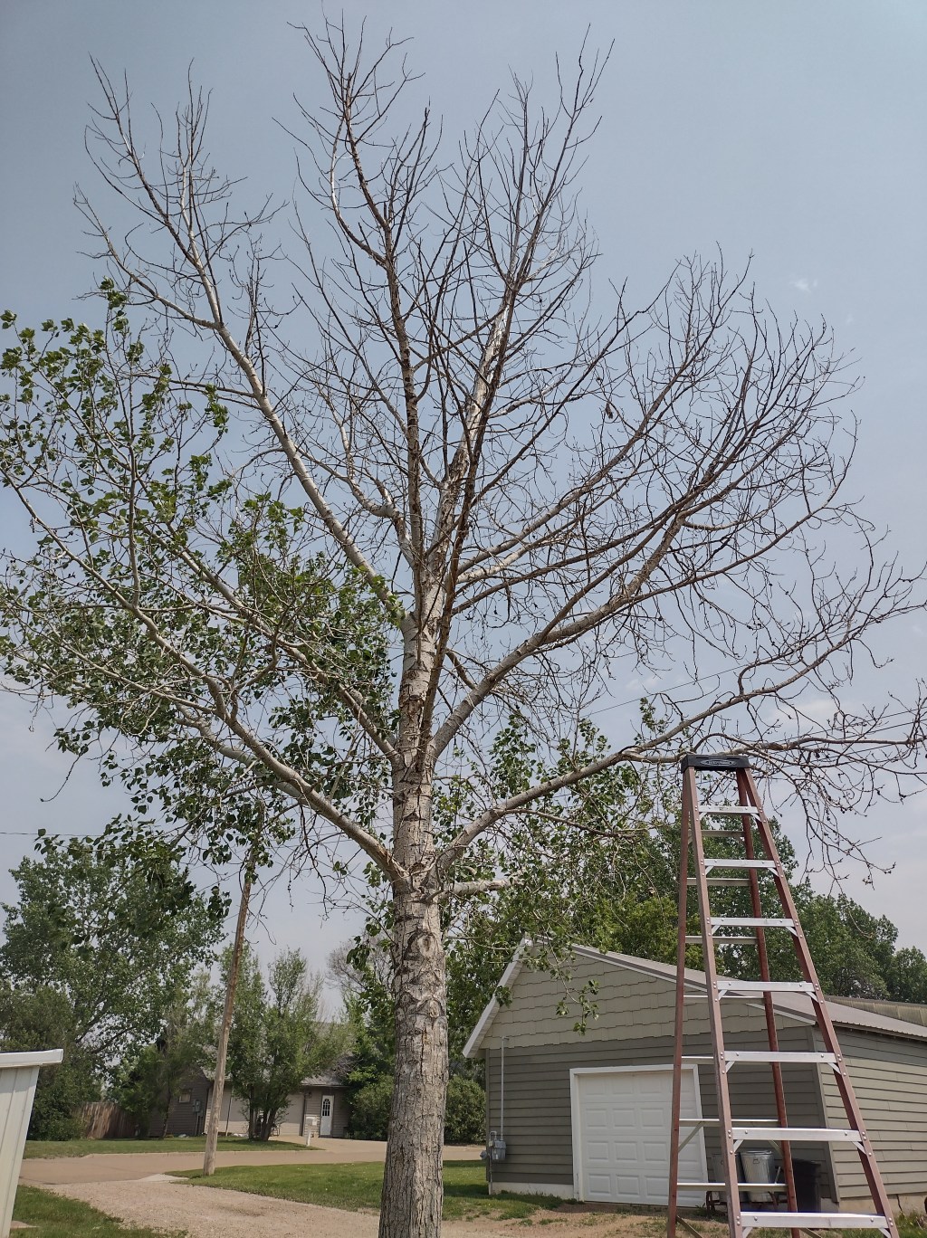 Neighbor Dispute Over Tree Trimming In New England North Dakota